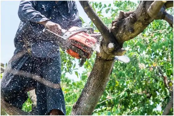 tree services Dallas